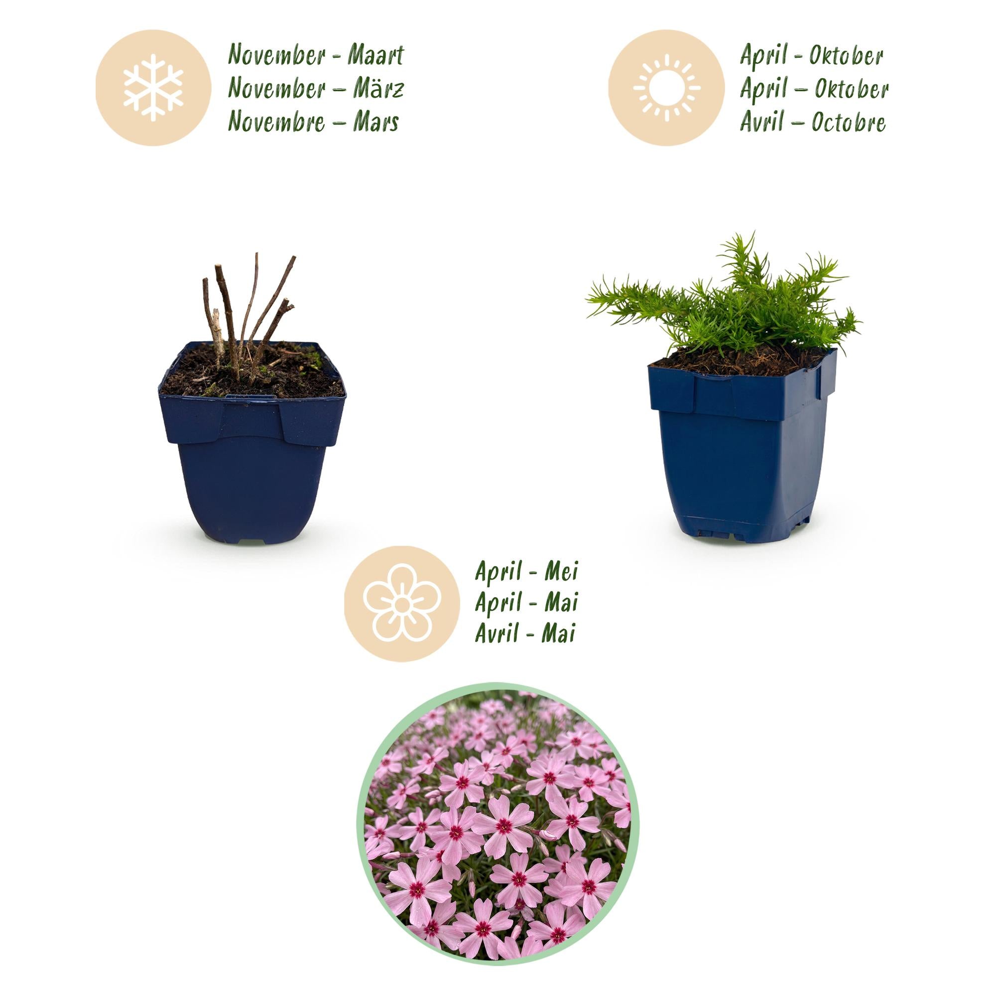 Vasteplant - Phlox Rosette - Vlambloem - Bodembedekkend - Roze - 3 Planten - Pot 11cm - Hoogte 15-25cm