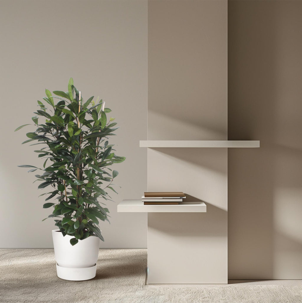 Ficus Cyathistipula struik - 180 cm - ø34