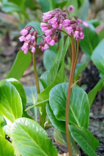 24x Bergenia cordifolia 'Herbstblüte'  - ↕10-25cm - Ø9cm