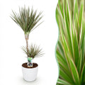 Kamerplanten - Dracaena Marginata Bicolor - Drakenbloedboom - Weinig onderhoud - Groen - 1 Plant - met Potter Wit - Pot 21cm - Hoogte 90-100cm