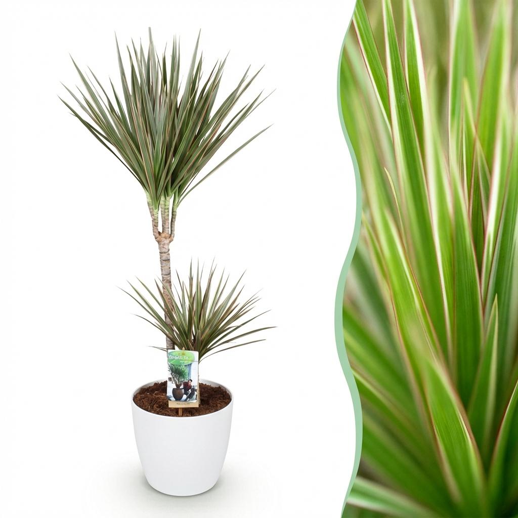 Kamerplanten - Dracaena Marginata Bicolor - Drakenbloedboom - Weinig onderhoud - Groen - 1 Plant - met Potter Wit - Pot 21cm - Hoogte 90-100cm