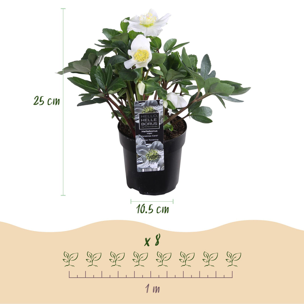 Tuinplant - Kerstroos - Helleborus Christmas Carol  - Witte Bloem -2 Planten - Groenblijvend - Pot 10,5cm Hoogte 25cm