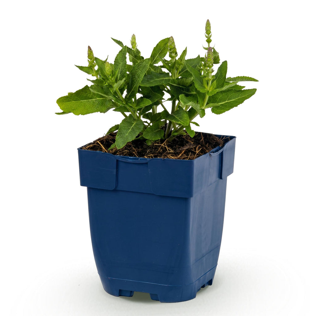 Vasteplant - Salvia nem. Sense Deepl Blue - Salie - Bijen en Vlinderlokkers - Paars - 1 Plant - Pot 11cm - Hoogte 15-25cm