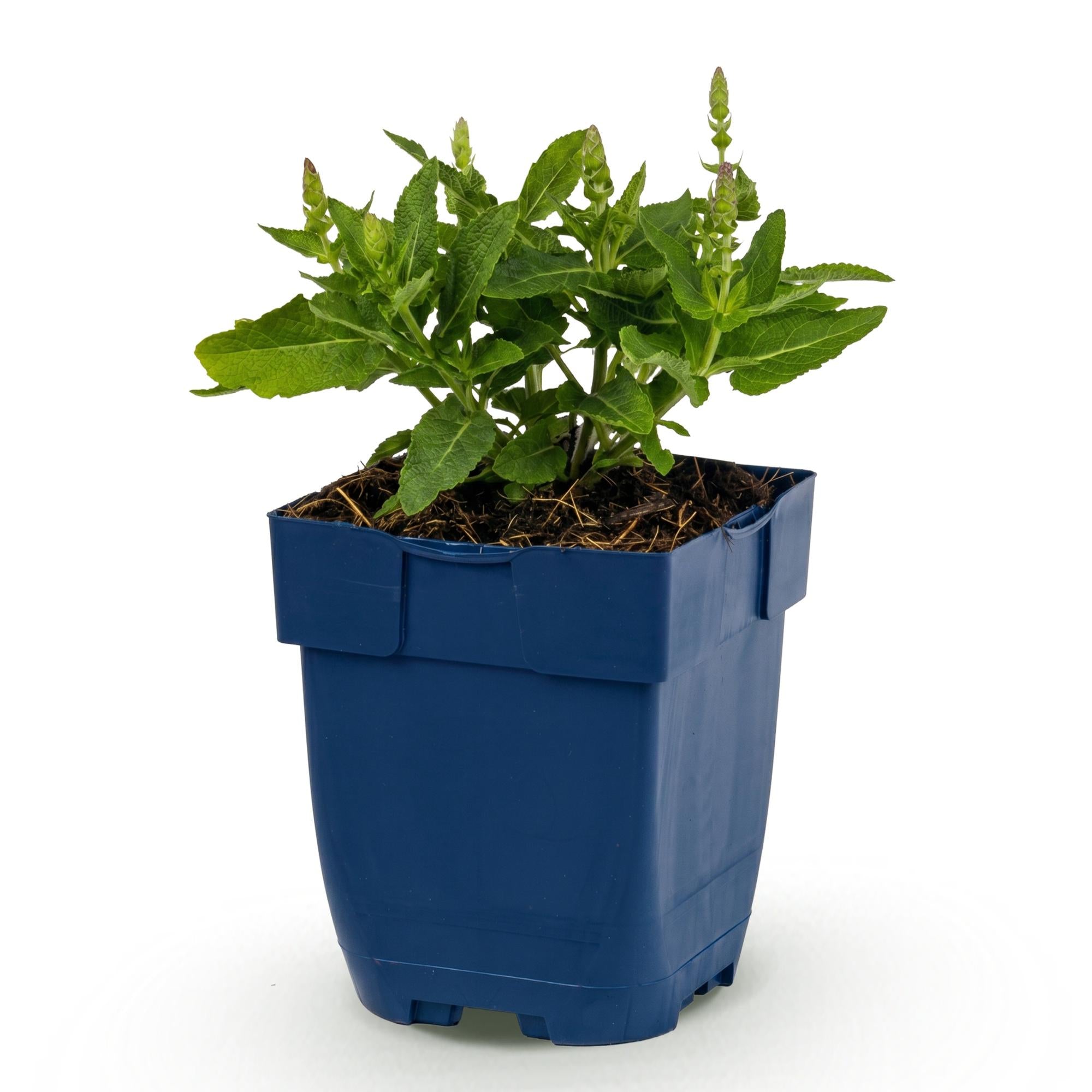 Vasteplant - Salvia nem. Sense Deepl Blue - Salie - Bijen en Vlinderlokkers - Paars - 1 Plant - Pot 11cm - Hoogte 15-25cm