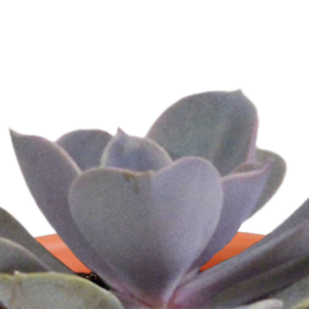 Cactus en vetplanten mix 5.5 cm | 15 stuks - zonder pot