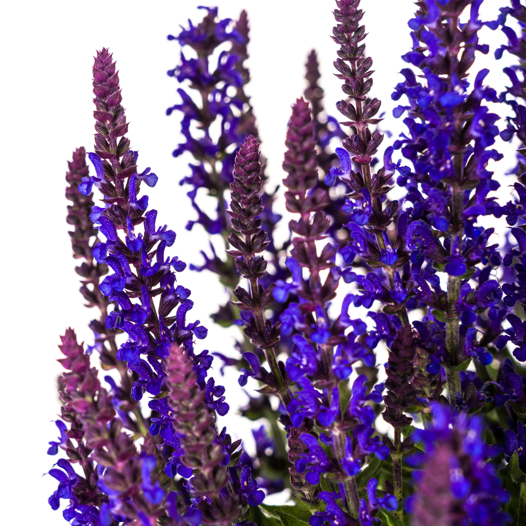 Salvia nemorosa Rianne Ø19cm - ↕50 - 60cm