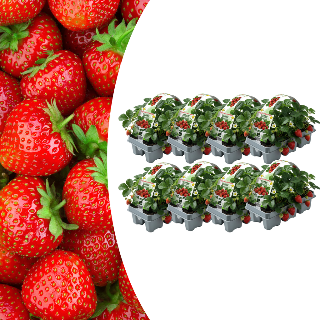 Aardbeien 6 pack (Fragaria) 100% biologisch 8x