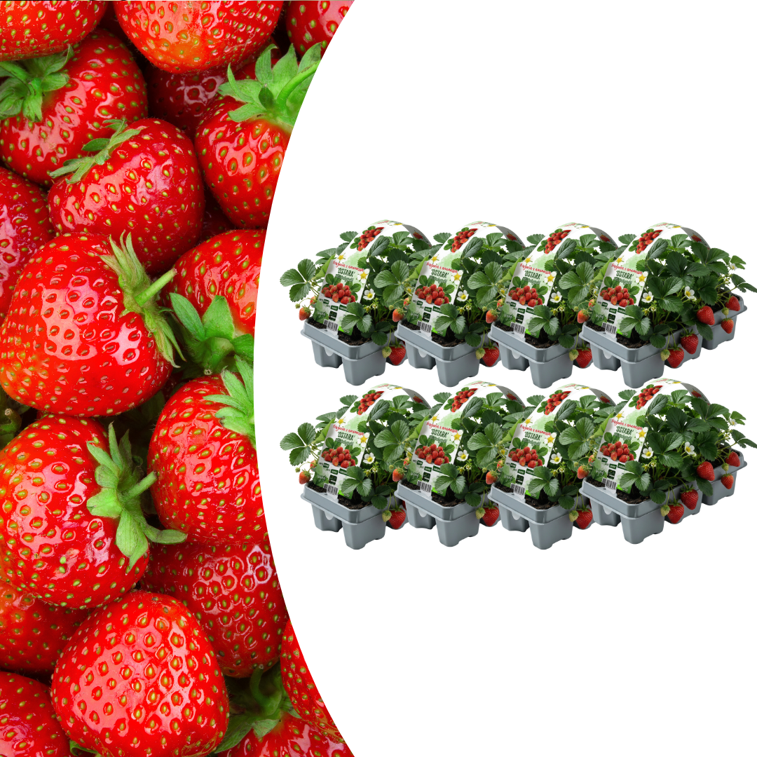 Aardbeien 6 pack (Fragaria) 100% biologisch 8x