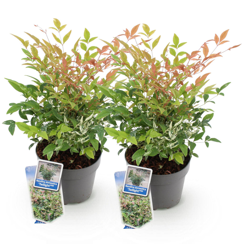 Tuinplant - Nandina Twilight - Bont & Roze - 2 Planten - Groenblijvend - Weinig Onderhoud - Pot 17cm Hoogte 45cm