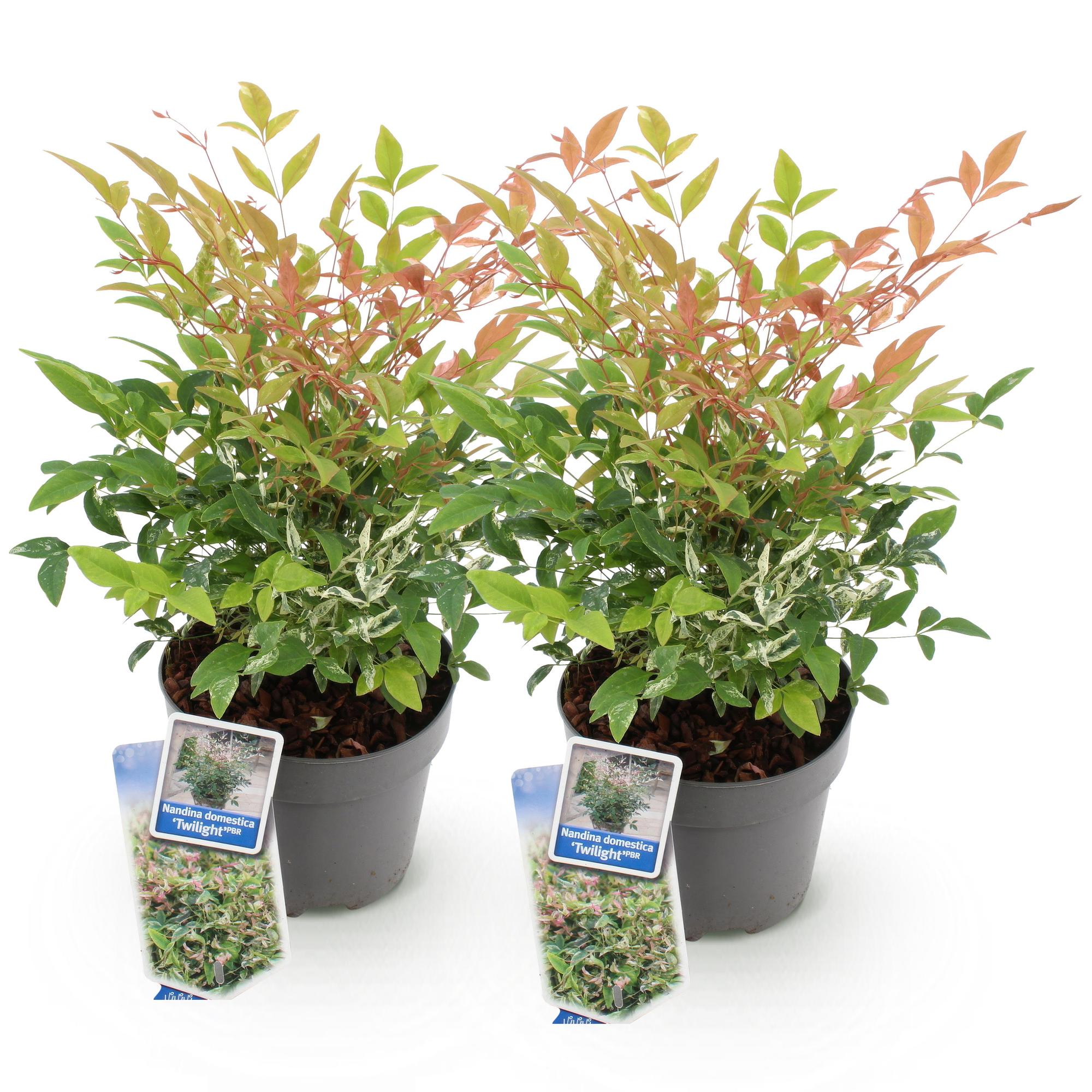 Tuinplant - Nandina Twilight - Bont & Roze - 2 Planten - Groenblijvend - Weinig Onderhoud - Pot 17cm Hoogte 45cm
