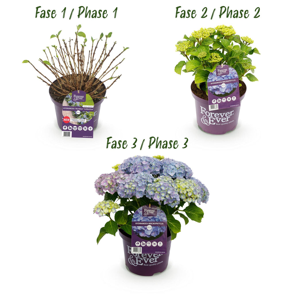 Terrasplant - Hortensia - Hydrangea Forever & Ever - Blauw - 7-12 Bloemen - Pot 23cm Hoogte 55cm