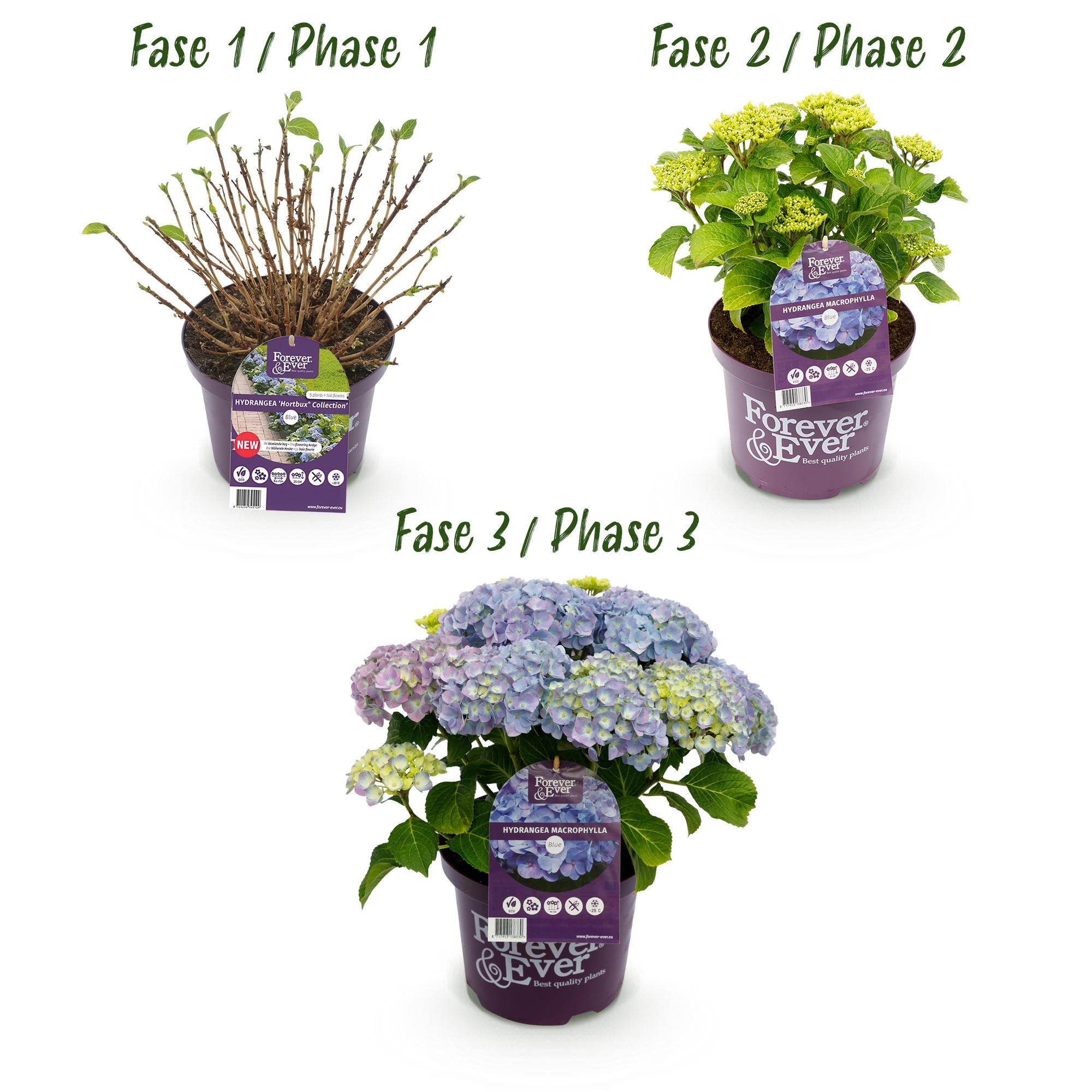 Terrasplant - Hortensia - Hydrangea Forever & Ever - Blauw - 7-12 Bloemen - Pot 23cm Hoogte 55cm