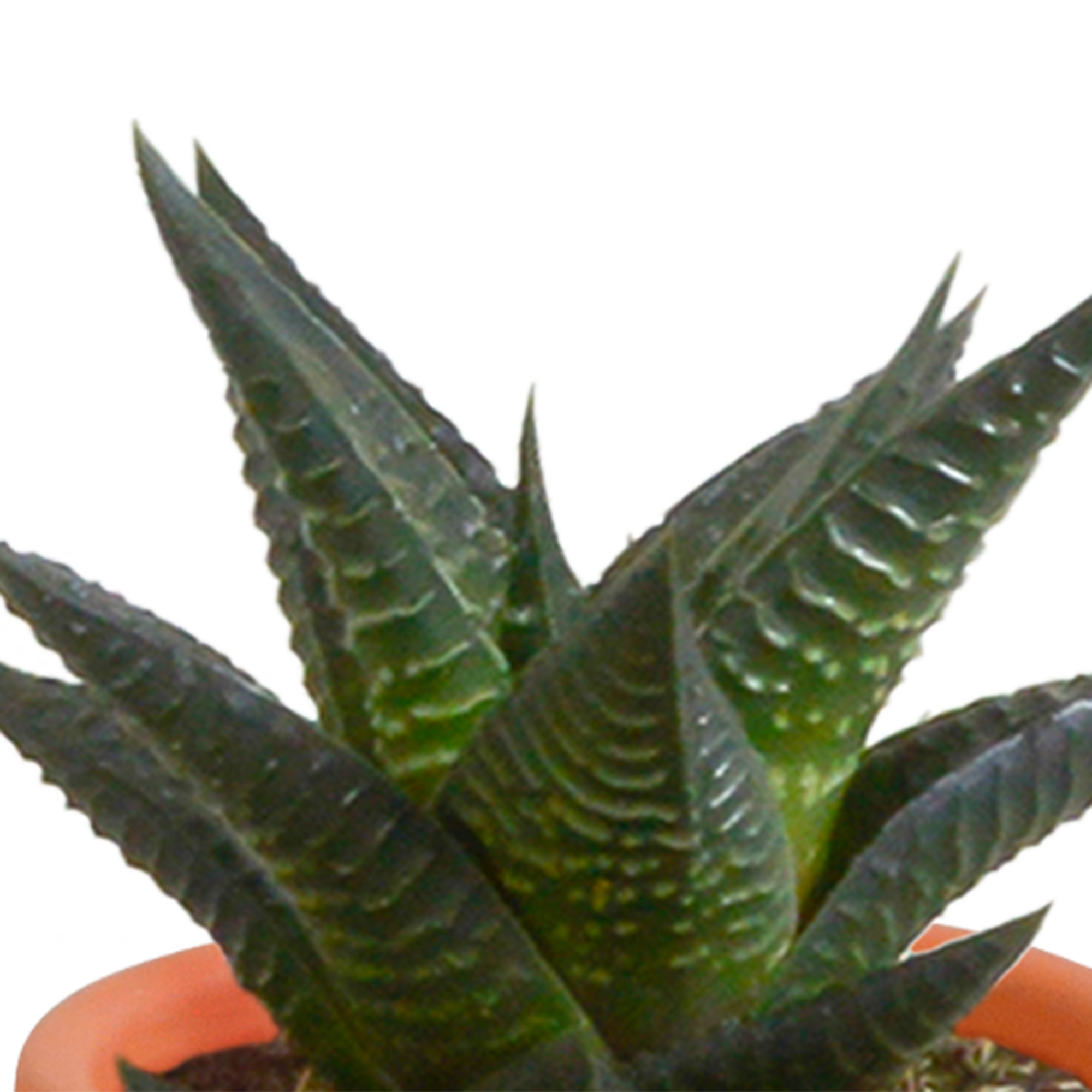 Cactus en vetplanten mix 5.5 cm | 15 stuks - in Mexicaanse pot