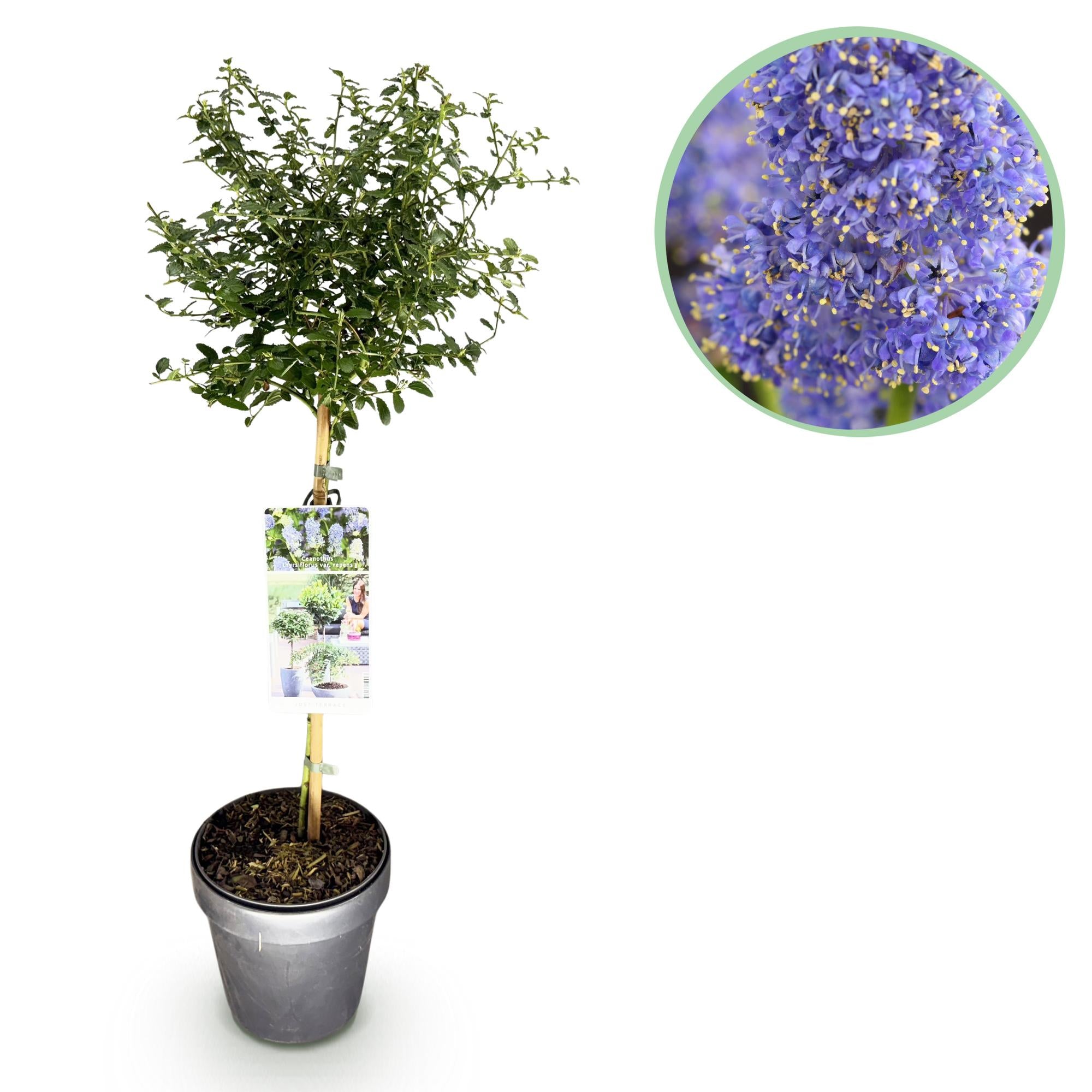 Plant op Stam - Ceanothus thyrsiflorus Repens - Terras Plant - Bladhoudend - Winterhard - Paarse Bloem - Pot 19cm Hoogte 90cm