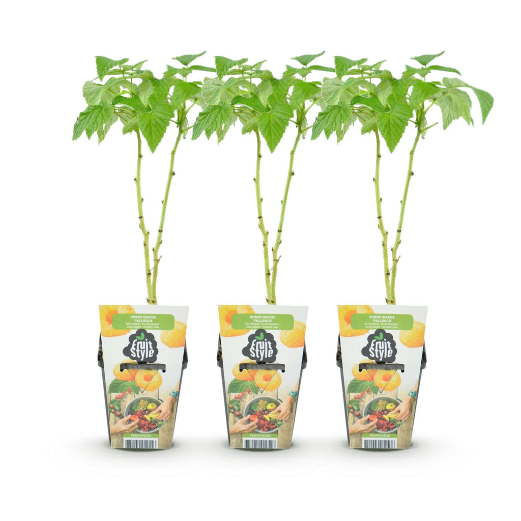 Fruitplanten - Framboos - Rubus idaeus Fallgold - Winterhard - 3 Planten - Pot 9 cm - Gele Framboos