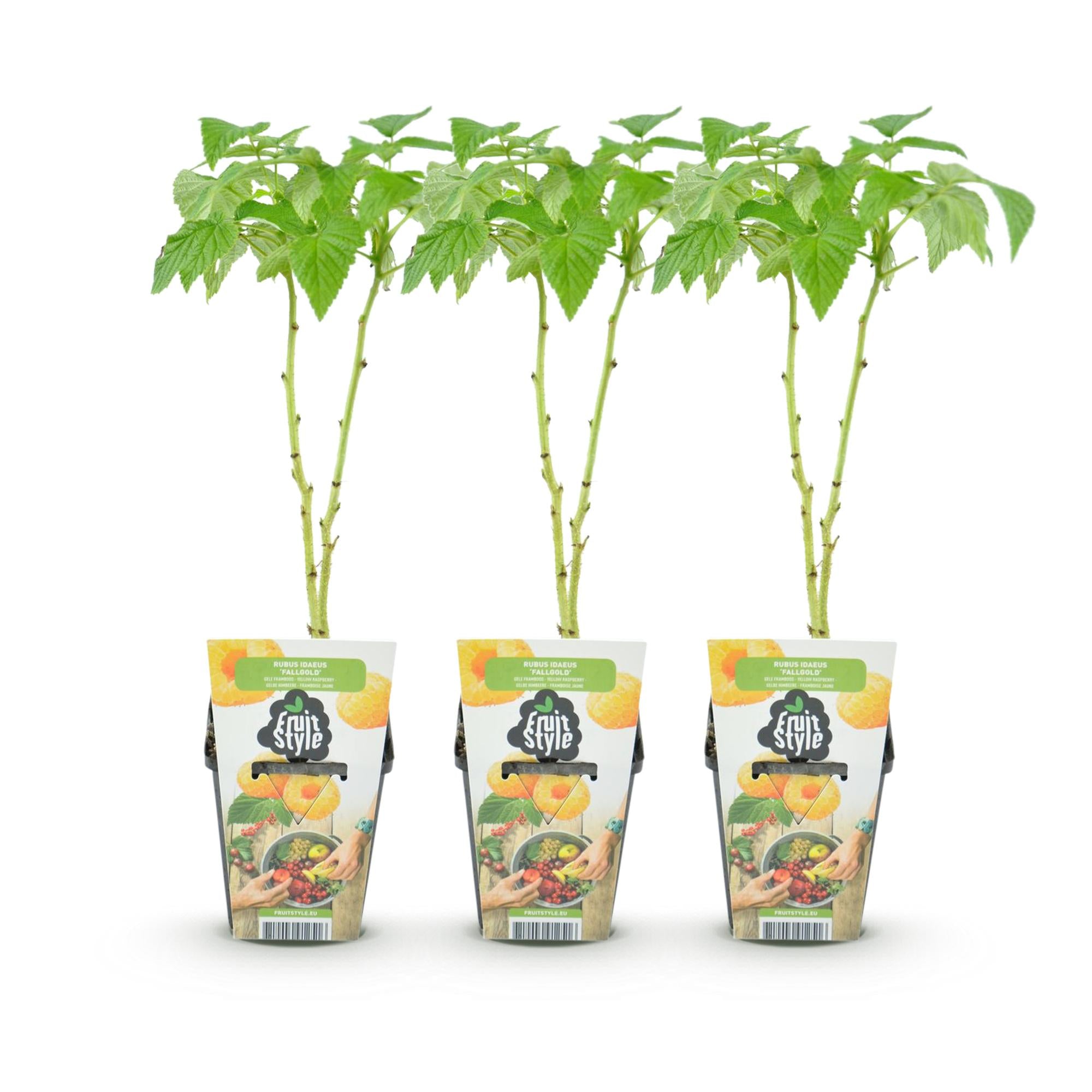 Fruitplanten - Framboos - Rubus idaeus Fallgold - Winterhard - 3 Planten - Pot 9 cm - Gele Framboos