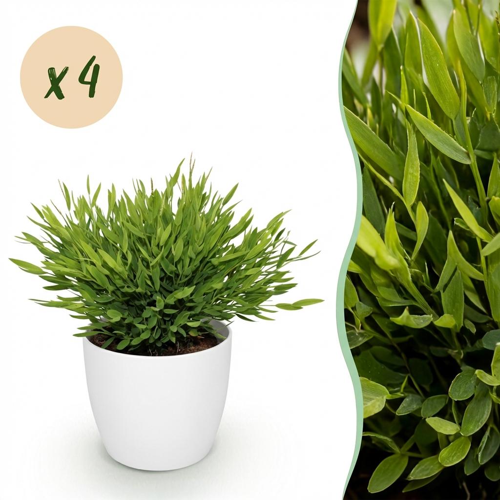 Kamerplant - Bamusa Pogonatherum Monica - Bamboegras - Huisdiervriendelijke Plant - Groen - 4 Planten - met Potter Wit - Pot 12cm - Hoogte 20cm