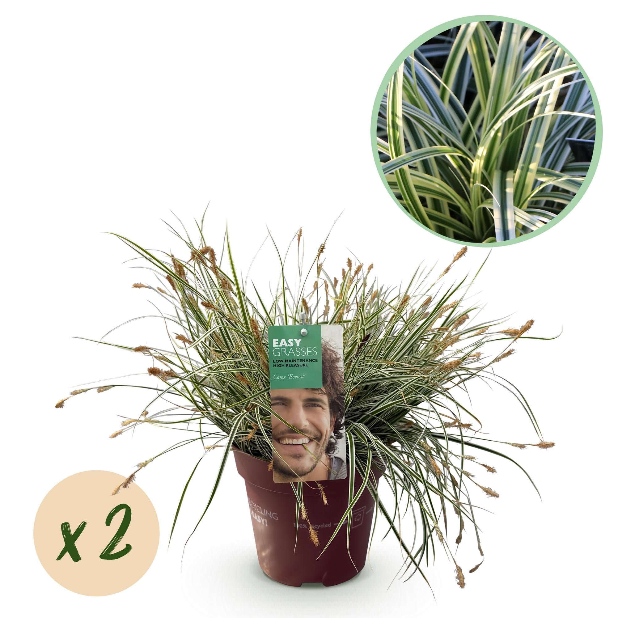Siergrassen - Carex oshimensis Everest - Wit en Groen - 2 Planten - Bladhoudend - Weinig Onderhoud - Pot 17cm Hoogte 50cm