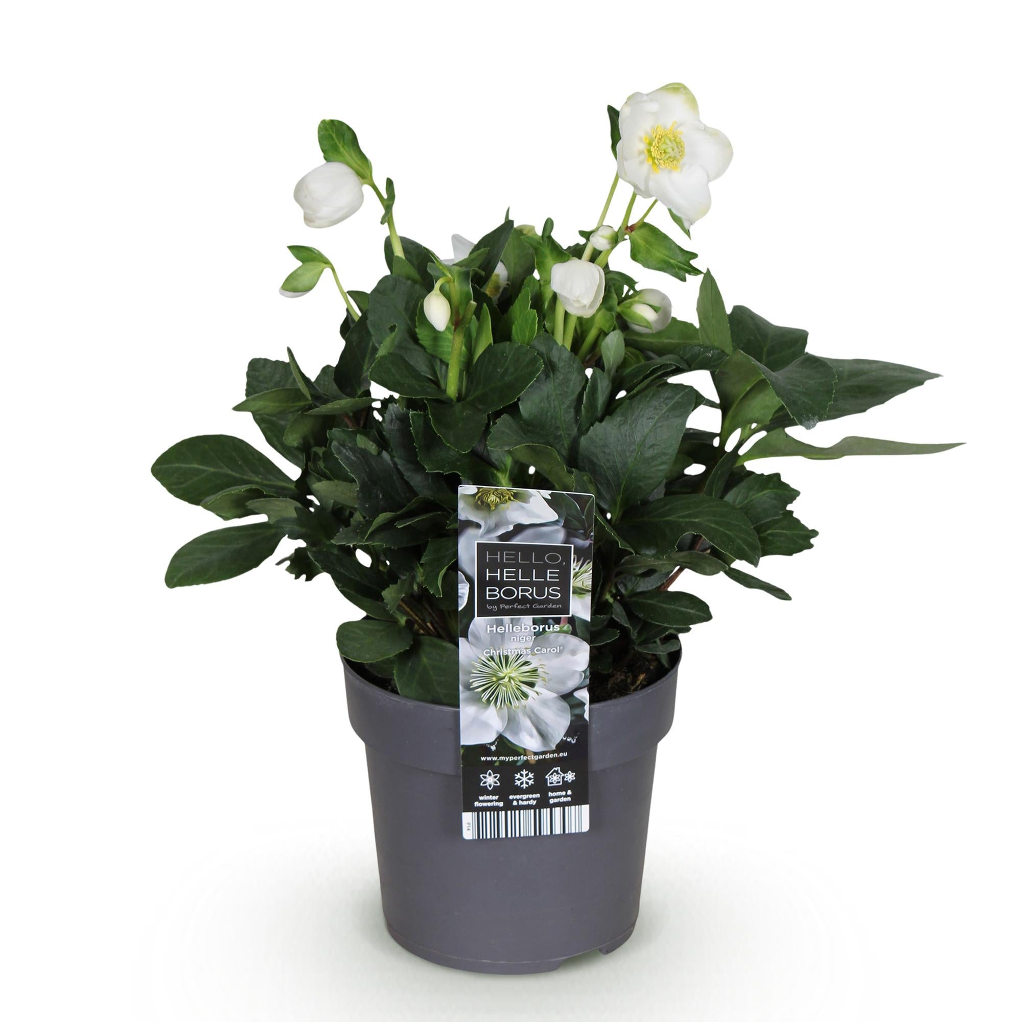 Tuinplant - Kerstroos - Helleborus Christmas Carol  - Witte Bloem -1 Plant - Groenblijvend - Pot 14cm Hoogte 30cm