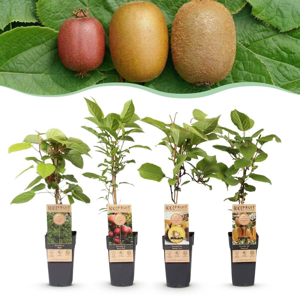 Fruitplant - Actinidia Weiki & Hayward, Ken,s Red, Golden Kiwi - Kiwiplant - 1 Mannelijke - 3 Vrouwelijke - Planten - Groen-Rood-Geel - Pot 15cm - Hoogte 50cm