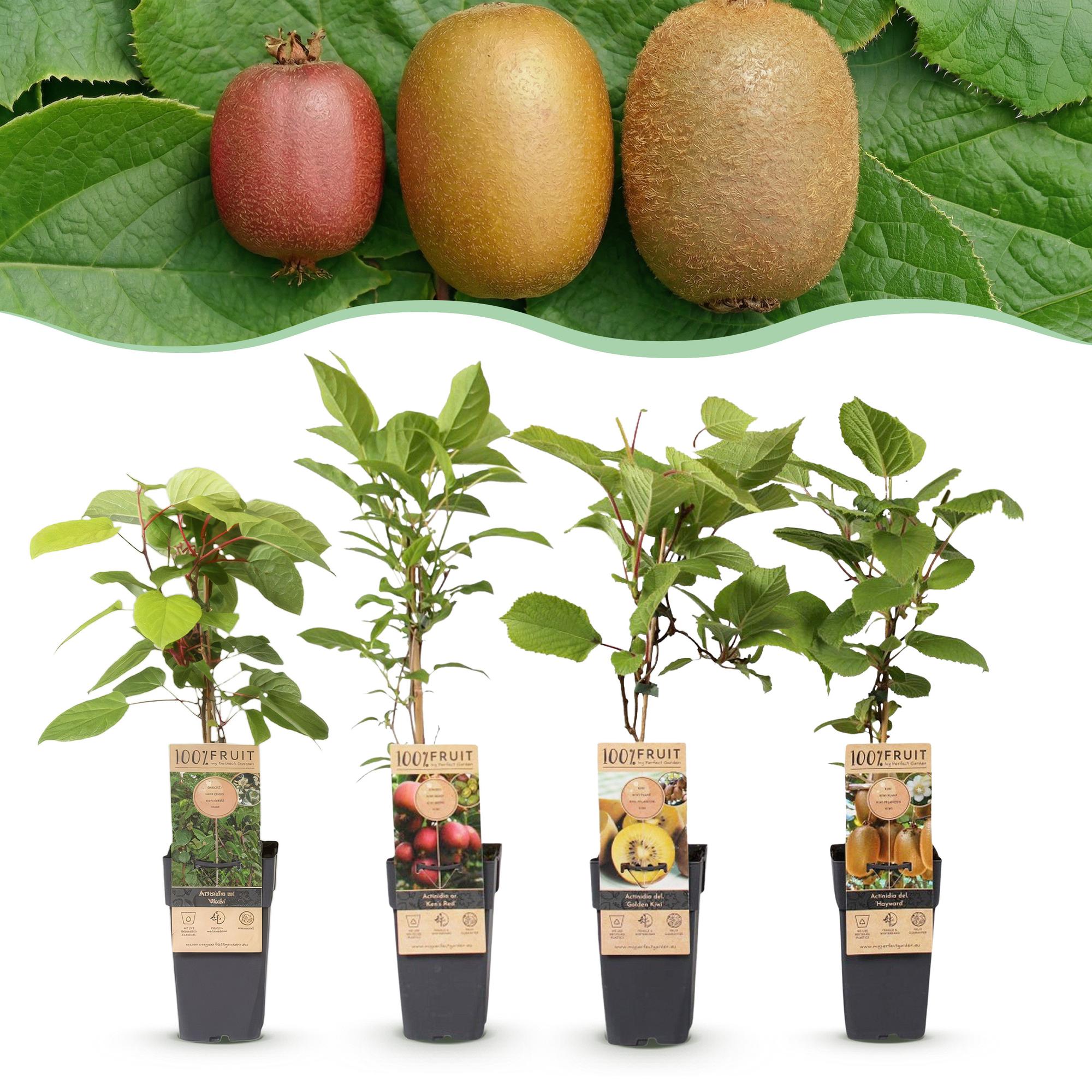Fruitplant - Actinidia Weiki & Hayward, Ken,s Red, Golden Kiwi - Kiwiplant - 1 Mannelijke - 3 Vrouwelijke - Planten - Groen-Rood-Geel - Pot 15cm - Hoogte 50cm