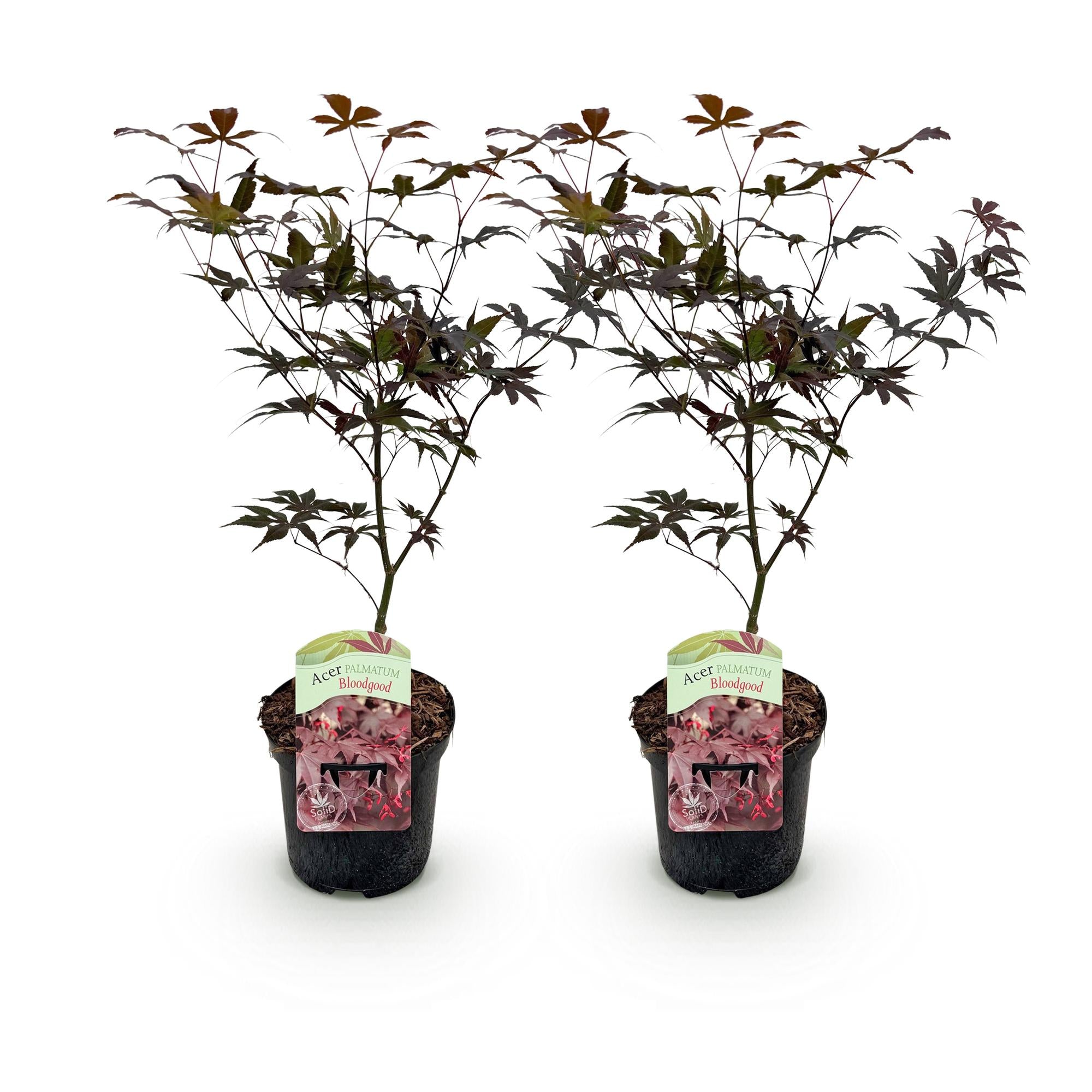 Terrasplant - Japanse Esdoorn - Acer palmatum Bloodgood - Rood - 2 Planten - Bladverliezend - Pot 19cm Hoogte 70cm