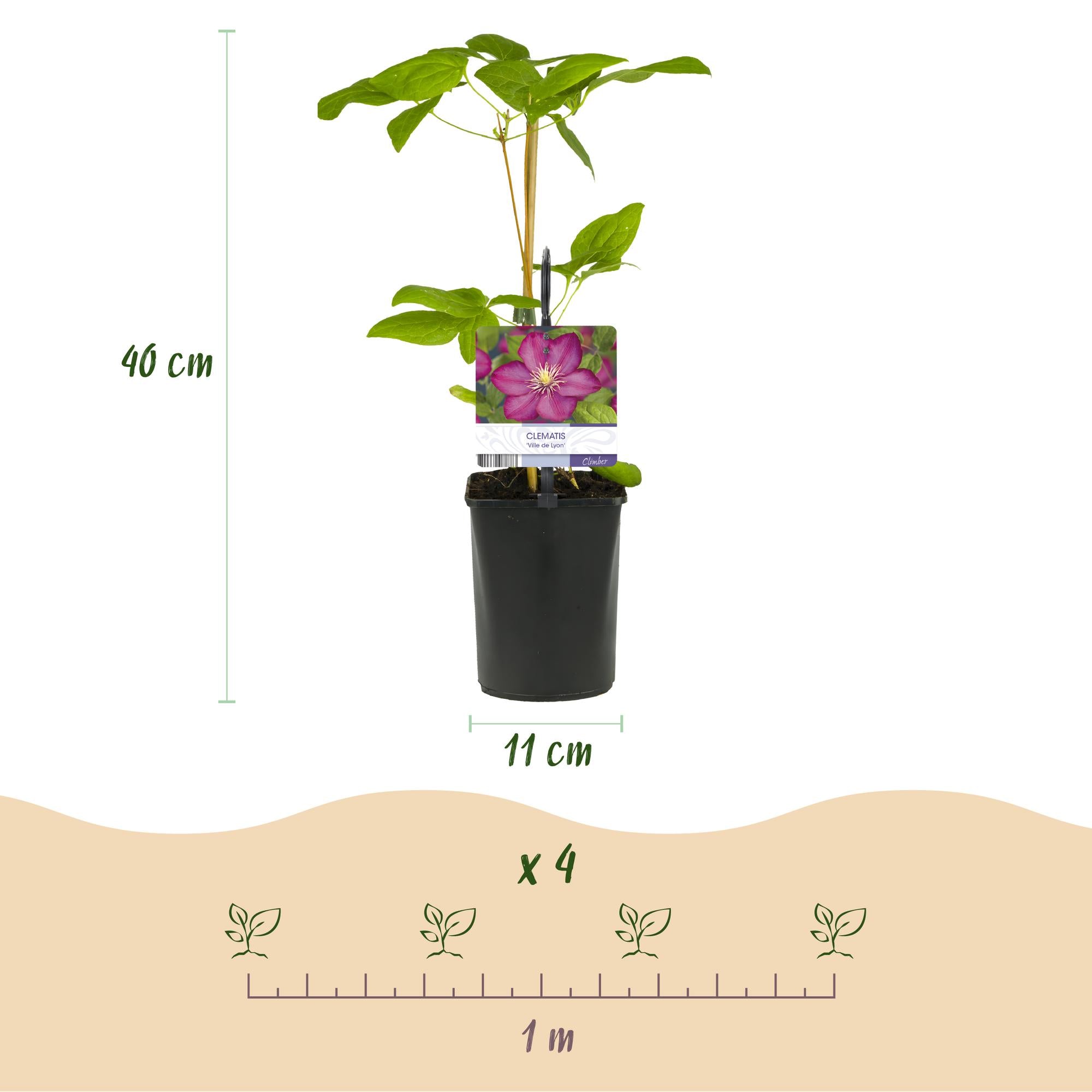 Klimplant - Clematis Ville de Lyon - Bloem Roze - Weinig onderhoud -2 planten -  Pot 11cm Hoogte 40cm
