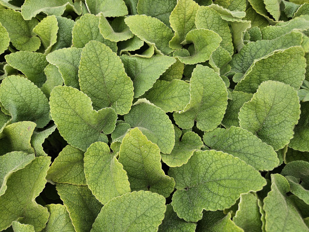 60x Phlomis russeliana - ↕10-25cm - Ø9cm