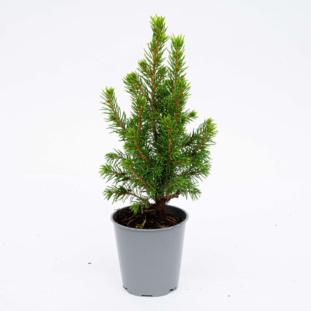 Baby Christmas tree - ↕15-20 cm - Ø 6 cm - Picea Glauca Perfecta