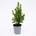 Baby Christmas tree - ↕15-20 cm - Ø 6 cm - Picea Glauca Perfecta