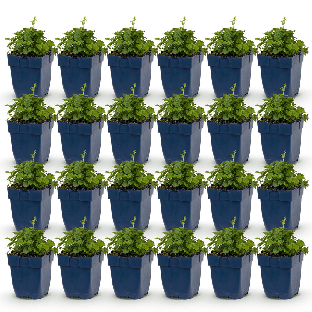 Vasteplant - Campanula posch. Lisduggan Variety - Ridderspoor - Bodembedekkend - Wit - 24 Planten - Pot 11cm - Hoogte 15-25cm