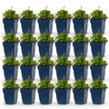 Vasteplant - Campanula posch. Lisduggan Variety - Ridderspoor - Bodembedekkend - Wit - 24 Planten - Pot 11cm - Hoogte 15-25cm
