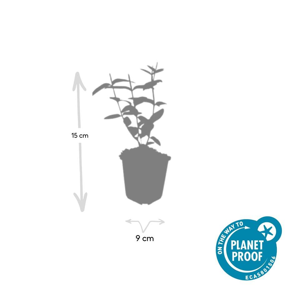 24x Hypericum inodorum 'Rheingold' - ↕10-25cm - Ø9cm