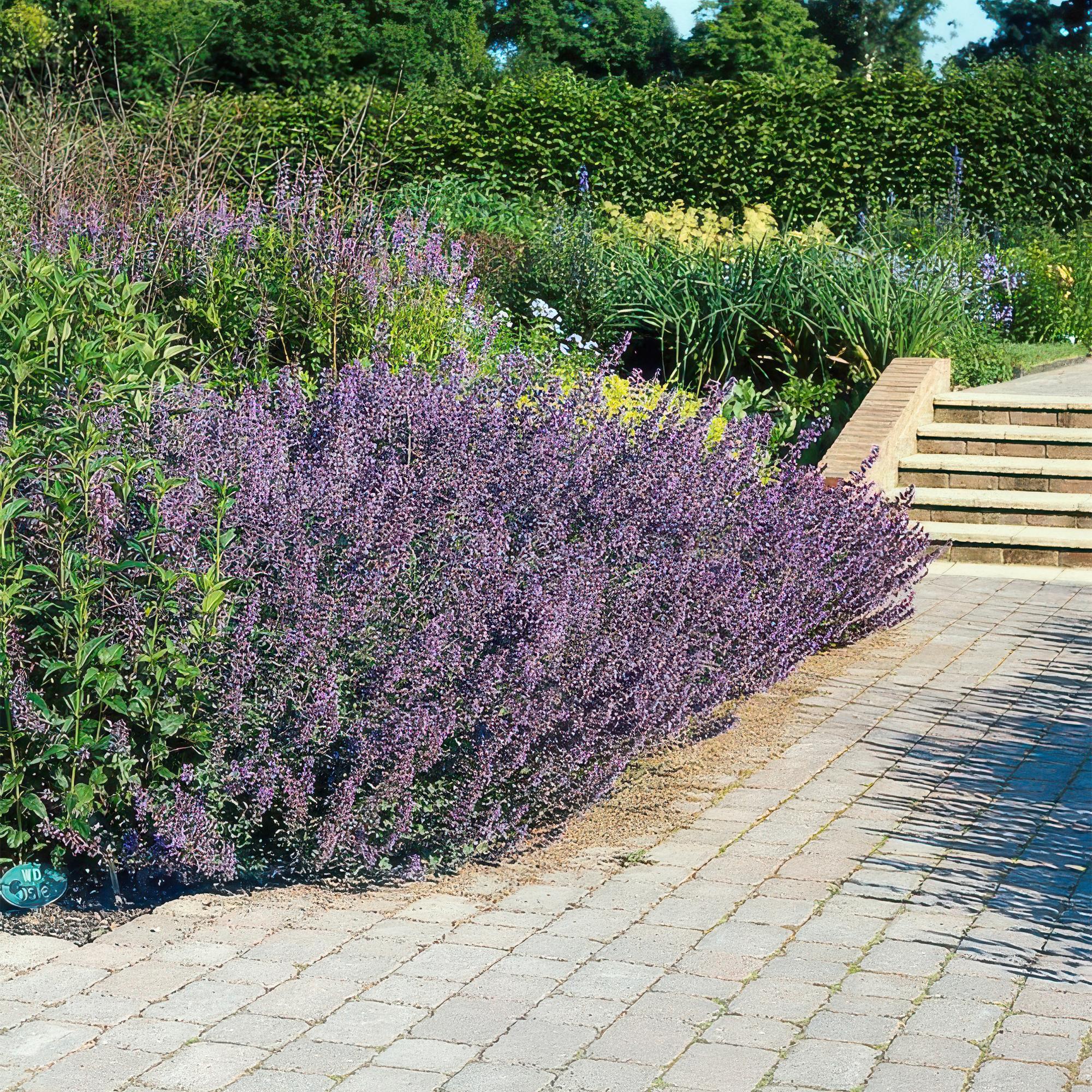 60x Nepeta 'Six Hills Giant' - ↕10-25cm - Ø9cm
