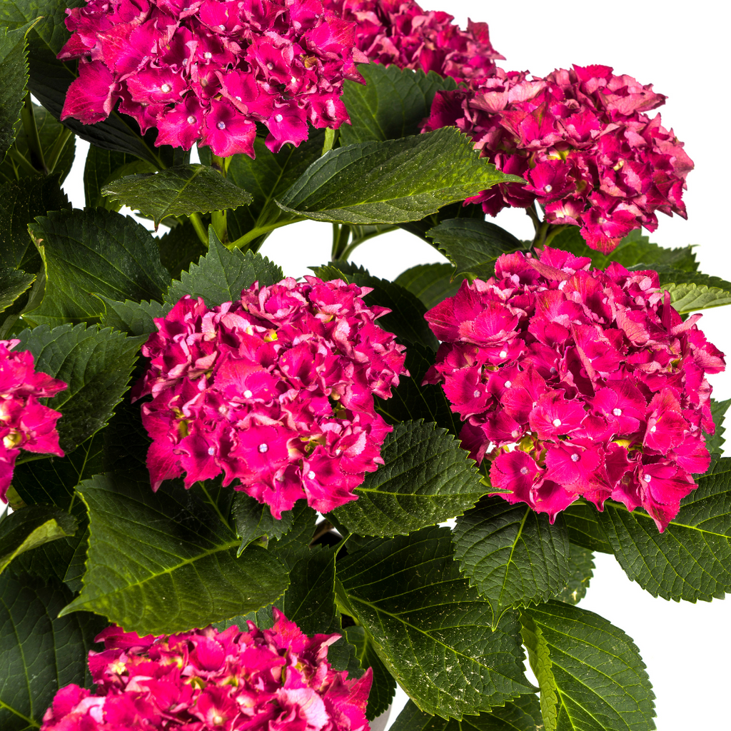 Hydrangea Macrophylla Red Ø24cm - ↕70 - 80cm