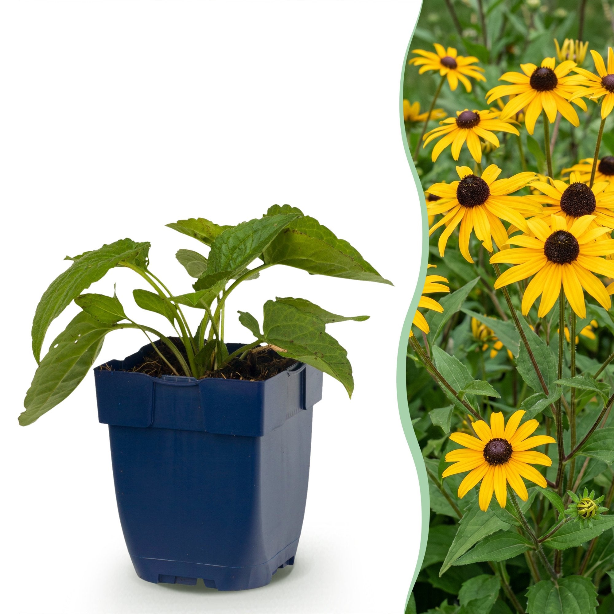 Vasteplant - Rudbeckia fulg. Goldsturm - Gele zonnehoed - Bijen- en vlinderlokkers - Geel - 6 Planten - Pot 11cm - Hoogte 15-25cm