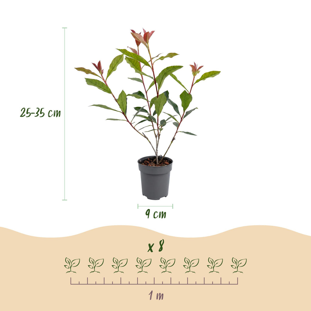 16x Photinia fraseri Carre Rouge - Glansmispel - Haagplanten - Groenblijvend - Rood - Pot 9cm - Hoogte 25-35cm
