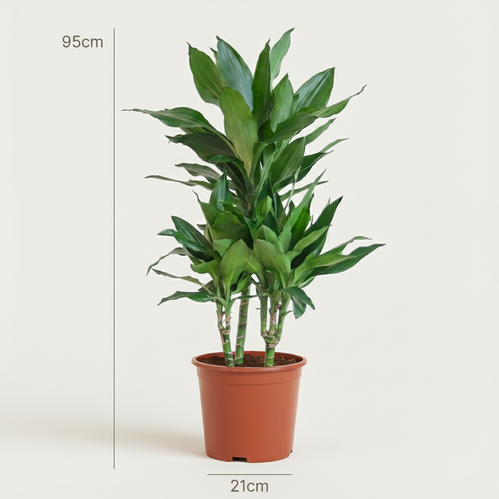 Kamerplant - Drakenbloedboom Janet Craig - Dracaena Janet Craig - Groen - Weinig onderhoud - 1 Plant - Pot 21cm - Hoogte 90 - 100cm