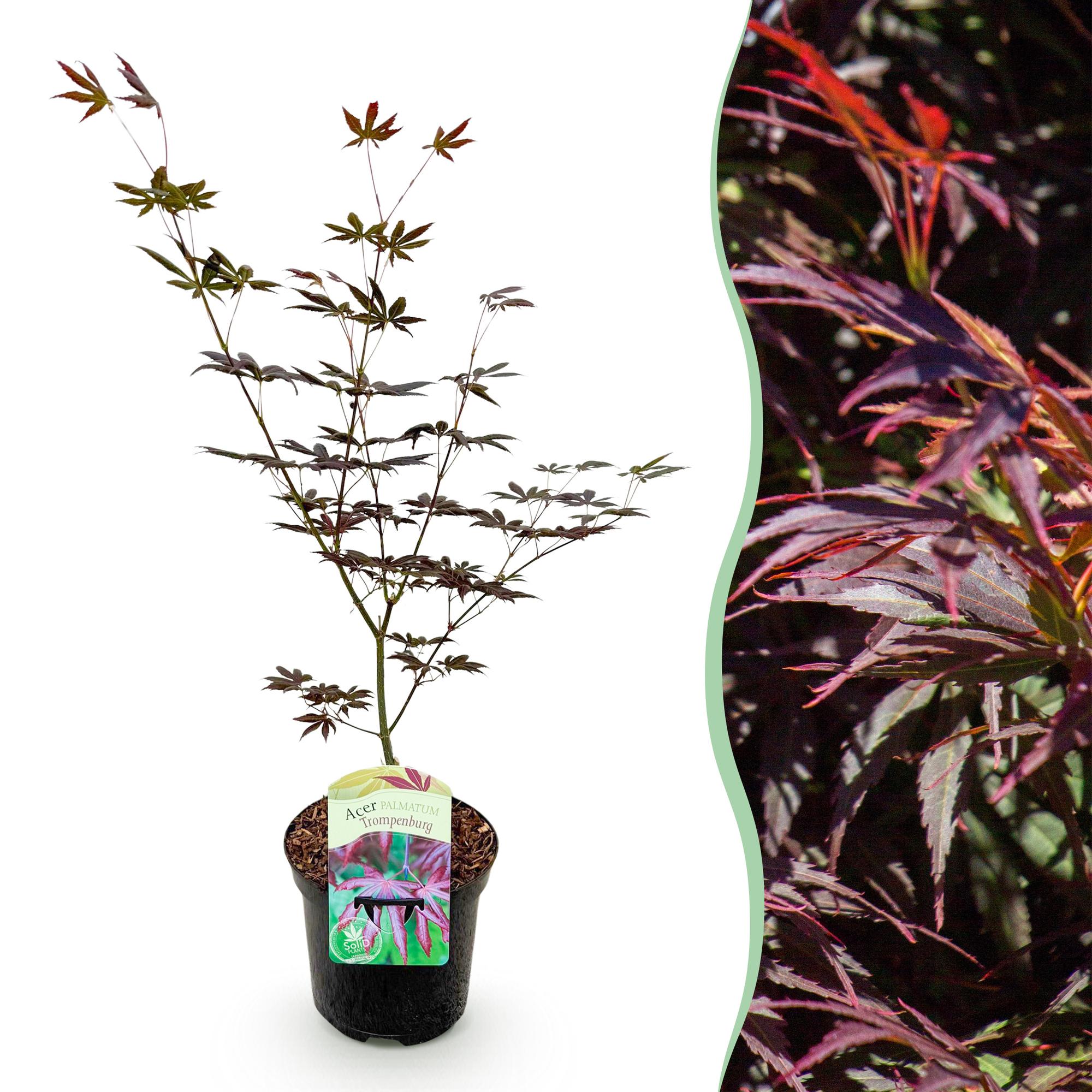 Terrasplant - Japanse Esdoorn - Acer palmatum Trompenburg -Donker Paars - 1 Plant - Bladverliezend - Pot 19cm Hoogte 70cm