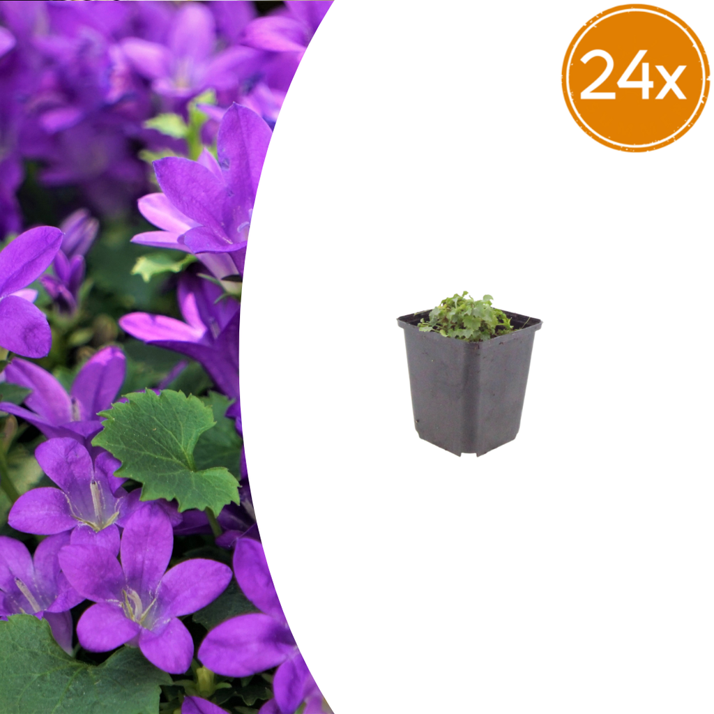 24x Campanula portenschlagiana - ↕10-25cm - Ø9cm
