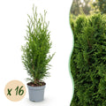 16x Thuja occidentalis Smaragd - Levensboom - Haagplanten - Groenblijvend - Groen - Pot 9cm - Hoogte 20-30cm