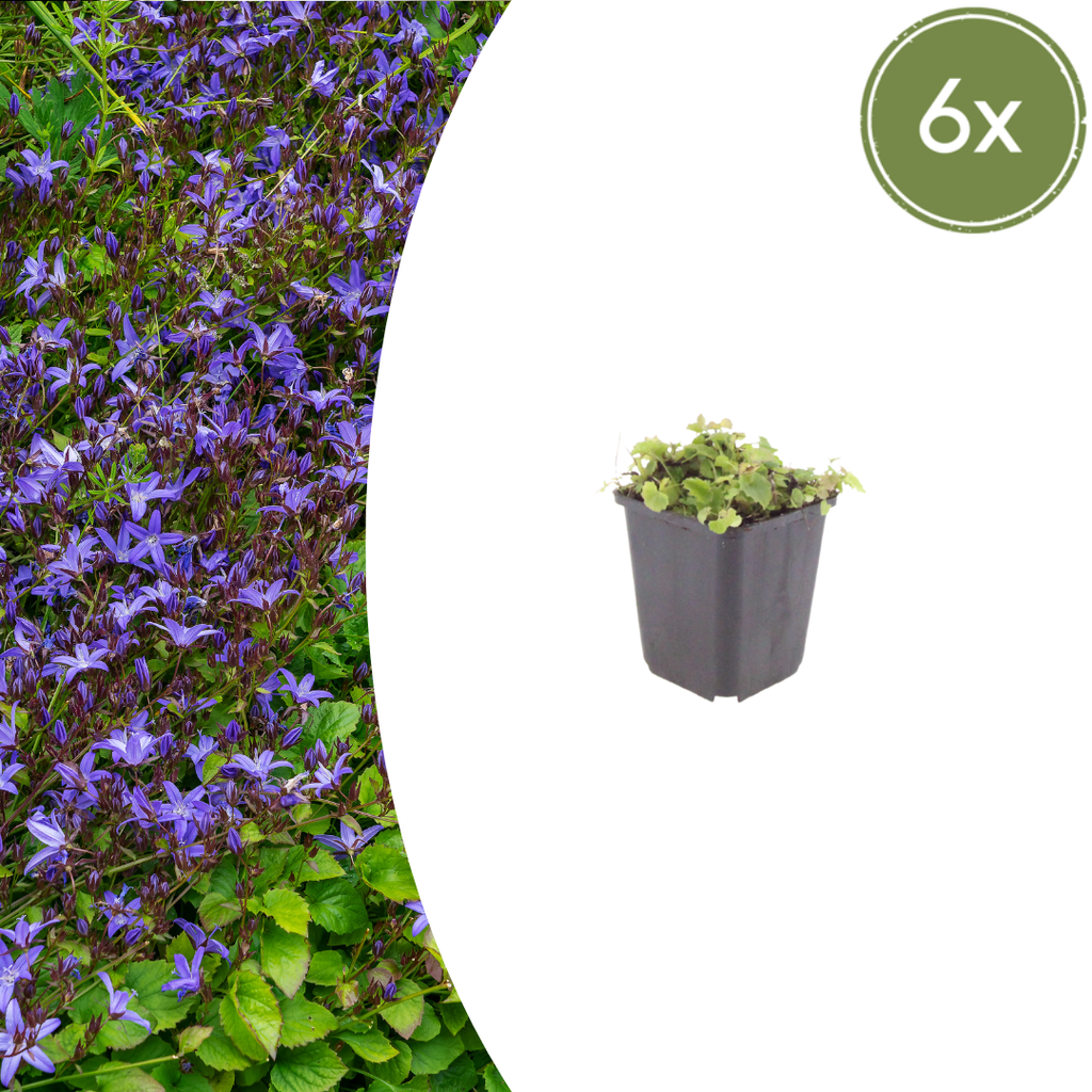 6x Campanula poscharskyana - ↕10-25cm - Ø9cm