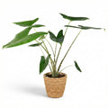 Kamerplant - Olifantsoor Zebrina - Alocasia Zebrina - Groen - Weinig onderhoud - 1 Plant - met Mand - Pot 21 cm - Hoogte 70 - 75cm