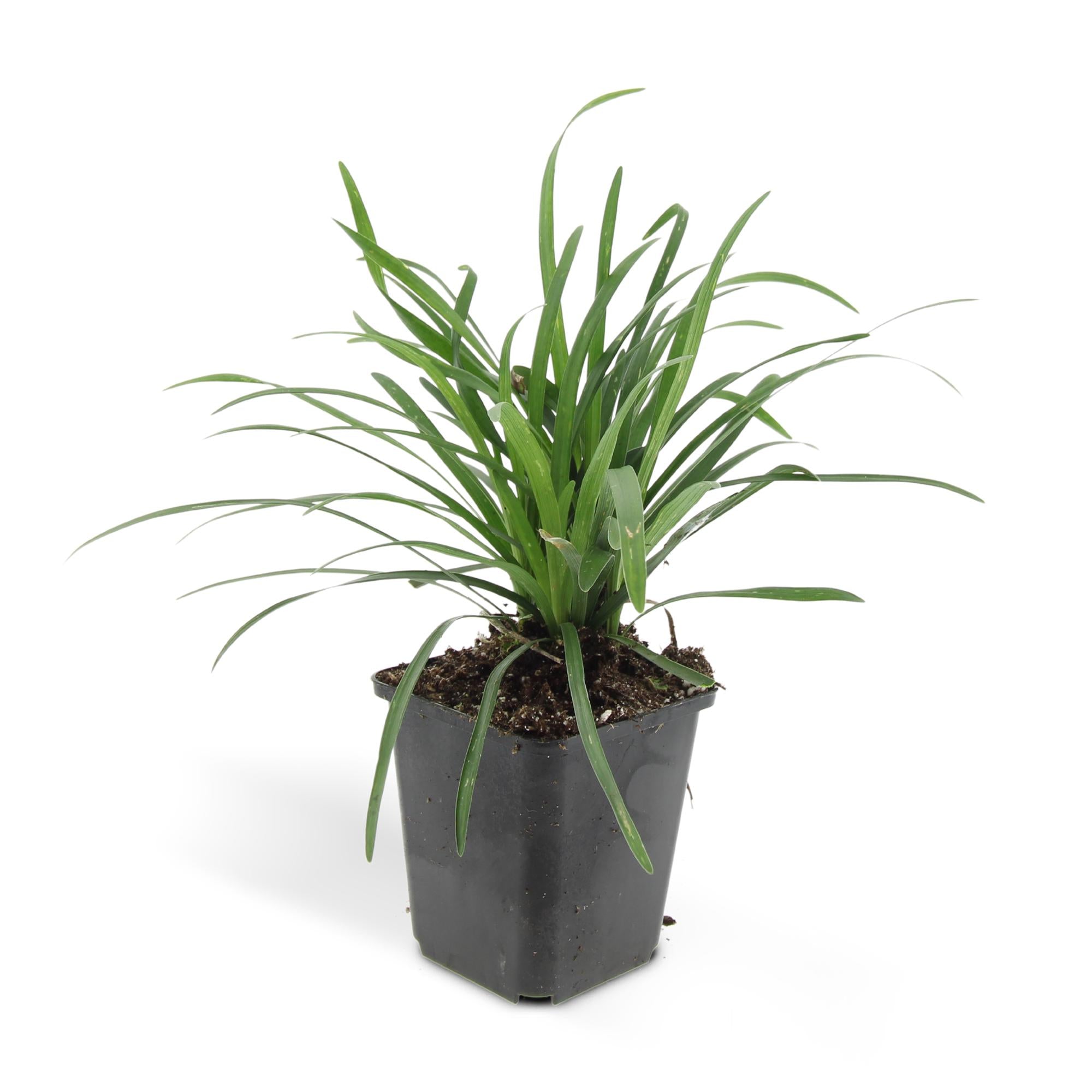 24x Liriope muscari 'Big Blue' - ↕10-25cm - Ø9cm