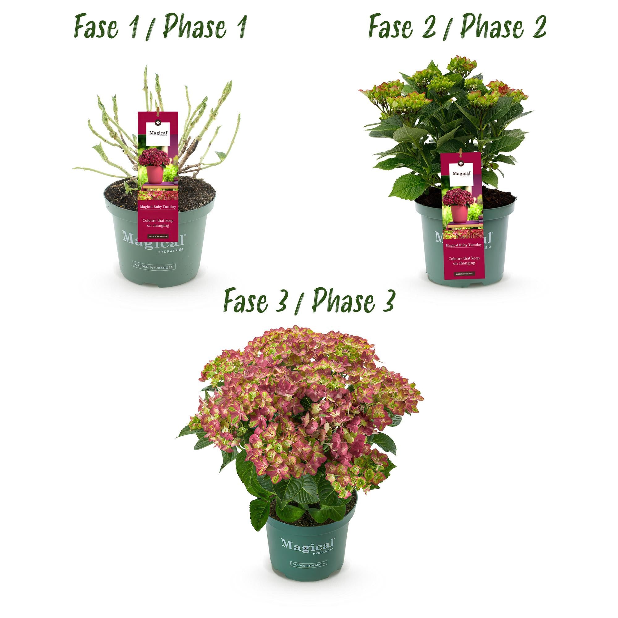 Terrasplant - Hortensia - Hydrangea Magical Teusday & Saphire - Rood - 6-10 Bloemen - Pot 23cm Hoogte 55cm