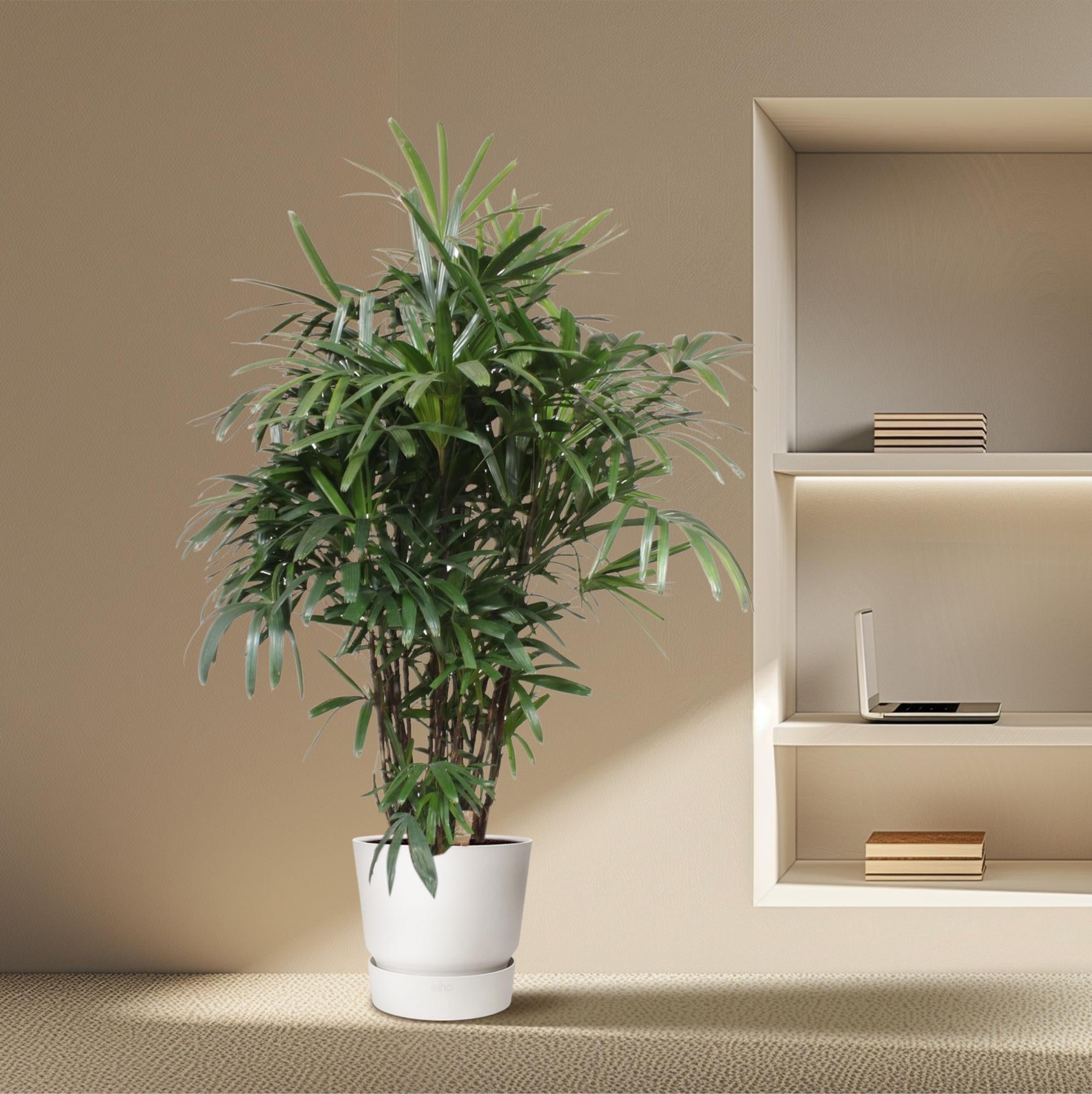 Rhapis Excelsa -200 cm - ø34