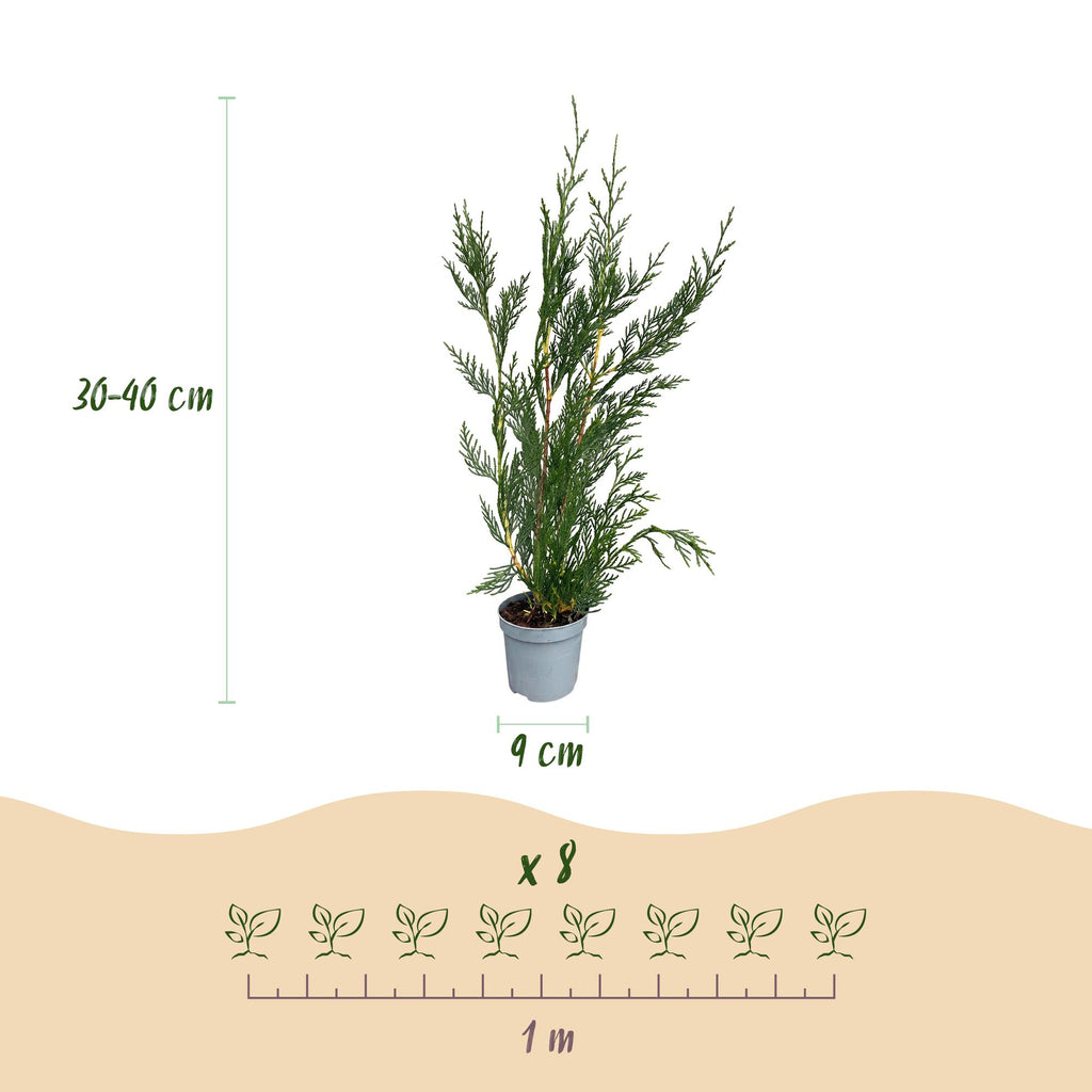 40x Cupressocyparis leylandii 2011 - Leylandii - Haagplanten - Groenblijvend - Groen - Pot 9cm - Hoogte 30-40cm