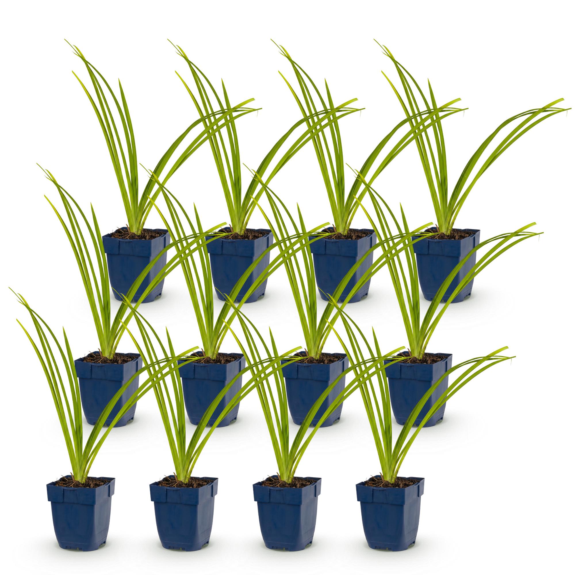 Vasteplant - Hemerocallis Pink Damask - Daglelie - Bijen en Vlinderlokkers - Roze - 12 Planten - Pot 11cm - Hoogte 15-25cm