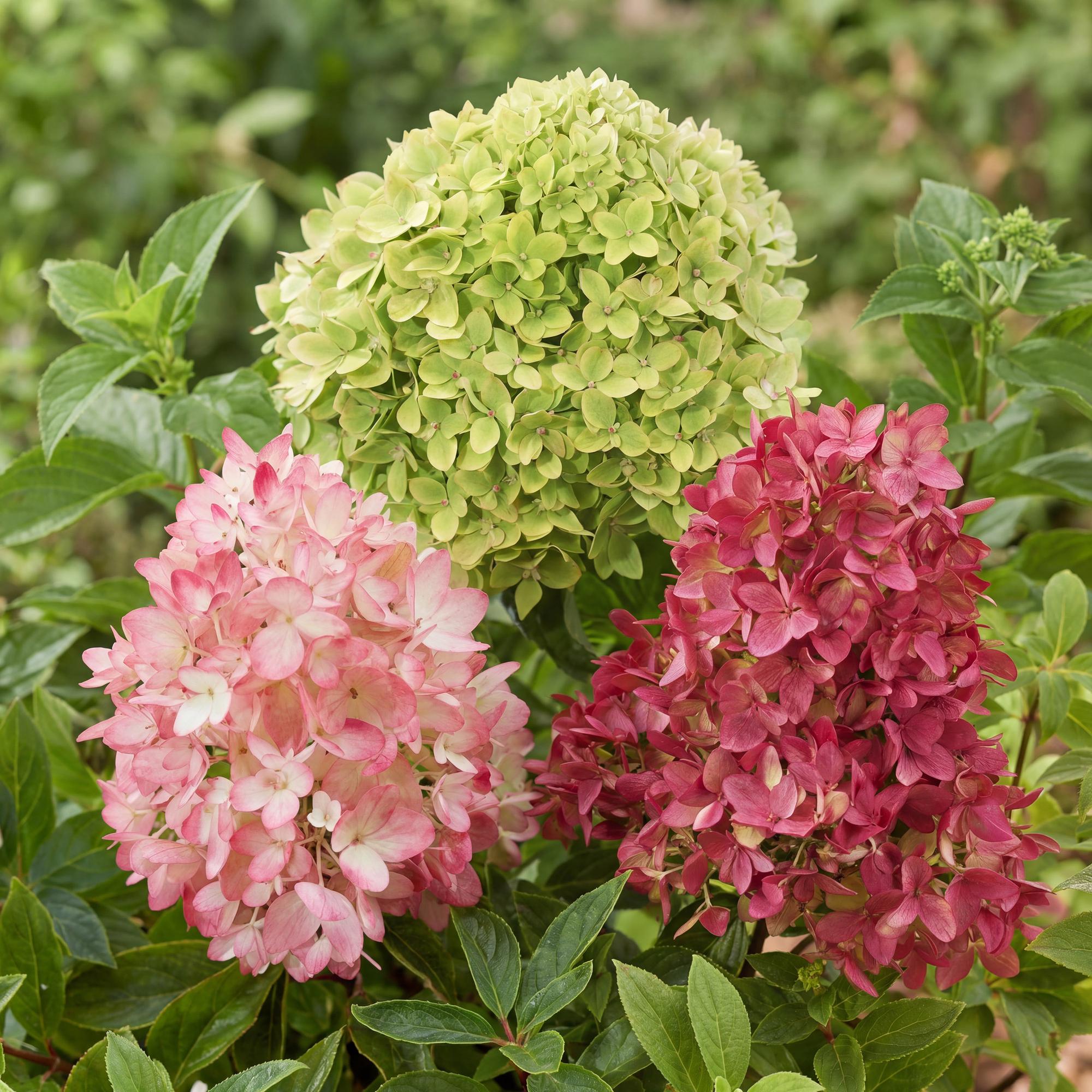 Tuinplant - Hydrangea panniculata Groundbreaker Blush -Greeny - Ruby - Pluimhortensia - Compact - Roze-Groen-Rood - 3 Planten - Pot 14cm - Hoogte 20-25cm