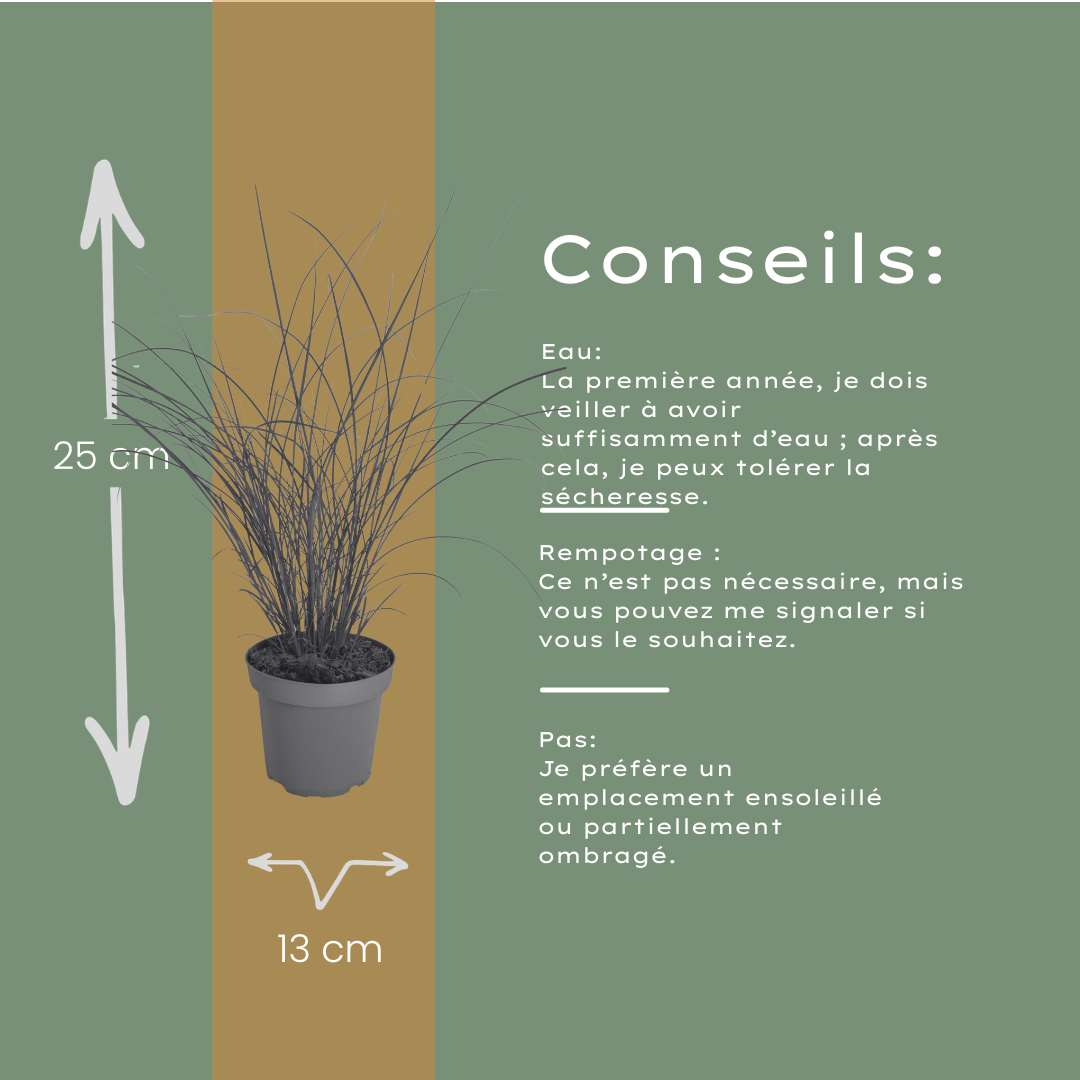 3x Miscanthus sinensis ‘Gracillimus’ – Elegant prachtriet met sierlijk overhangend blad | Potmaat 12 cm